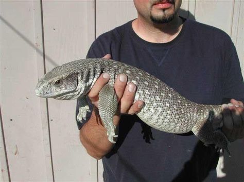 Savannah Monitor, Giant Lizard, Lizard Dragon, Big Lizard, Reptile Care, Chameleon Lizard, Water Monitor, Monitor Lizard, Cold Blooded