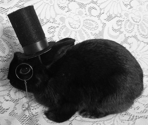 So refined. Like A Sir, Black Bunny, Black Rabbit, House Rabbit, Training Your Puppy, Training Your Dog, Top Hat, Cuteness Overload, Cute Bunny