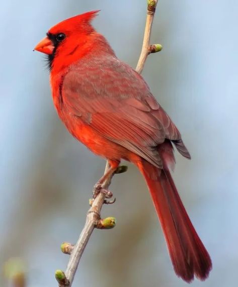 Cardinal Birds Art, Wild Birds Photography, Backyard Birds Feeders, Bird Images, Winter Cardinal, Bird Tattoos, Birds Photography, Sunflower Pictures, Northern Cardinal