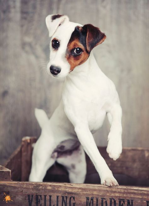 Chien Jack Russel, Jack Russell Puppies, Jack Russell Dogs, Come See Me, Jack Russells, Jack Russel, Sweet Dogs, Fox Terrier, Studio Photo