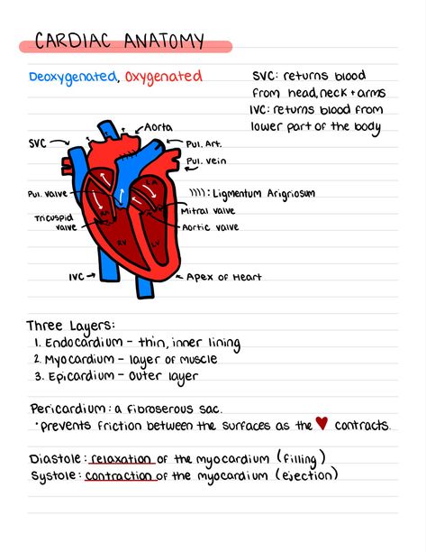 Critical Care nursing semester notes #nursing #nursingschoolnotes #cardiac Cardiac Anatomy, Notes Nursing, Cardiac Sonography, Cvicu Nursing, Cardiology Nursing, Cardiac Cycle, Mitral Valve, Nurse Aesthetic, Cardiac Nursing