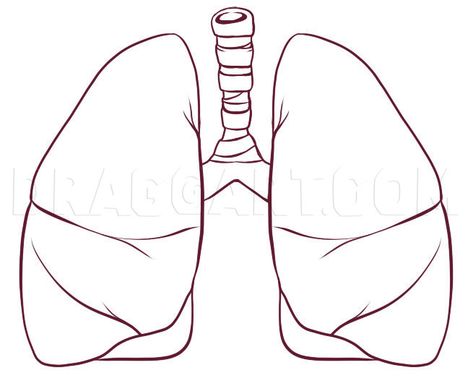 How To Draw Lungs, Step by Step, Drawing Guide, by Dawn | dragoart.com Draw Lungs, Lungs Drawing, Anatomical Heart Drawing, Diy Natural Detergent, Beginner Sketches, Human Lungs, Human Body Organs, Nurse Study, Nurse Study Notes