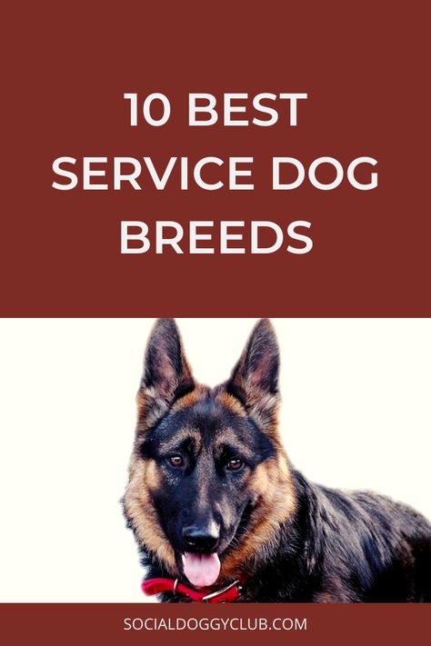 Service dogs are trained dogs used for assistance in performing tasks for disabled people. A few of the best service dog breeds are discussed here. Service Dog Breeds, Best Service Dog Breeds, Service Dog Training Checklist, Training Service Dogs, Mobility Service Dog, Service Dog Tasks List, Service Dog Training How To, Service Dog, Psychiatric Service Dog Tasks