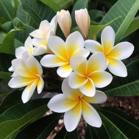 Tiare Flower, Plumeria Flower Tattoos, Tropical Flowers Illustration, Plumeria Flowers, Flower Therapy, Beautiful Flowers Pictures, Orchid Flower, Flower Illustration, Tropical Garden