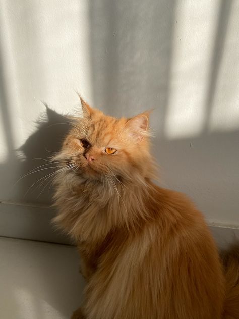 Persian Cat Aesthetic, Ginger Persian Cat, Orange Persian Cat, Cats Pictures, Orange Cats, Cute Cats Photos, Pets 3, Dark Feminine Aesthetic, Pretty Animals