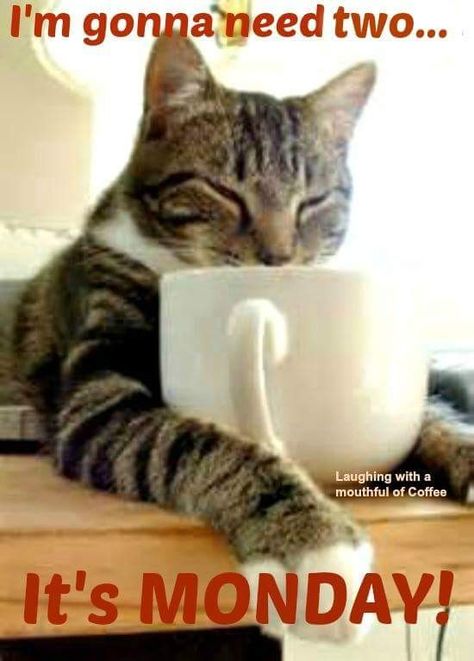 Coffee Humor Monday, Morning Coffee Funny, Monday Cat, Monday Morning Coffee, Monday Morning Blues, Monday Coffee, Good Morning Coffee Gif, Morning Memes, Good Morning Funny Pictures