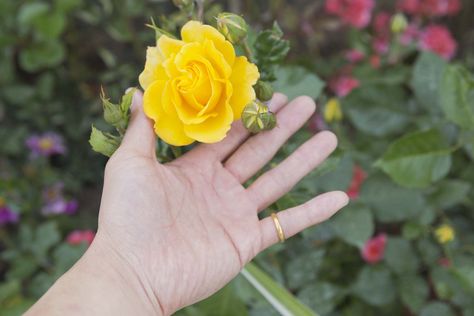 Yellow Rose Meaning, Rose Meaning, Meant To Be Quotes, Well And Good, Romantic Gestures, True Friendship, Be Natural, Love Is Free, Happy Colors