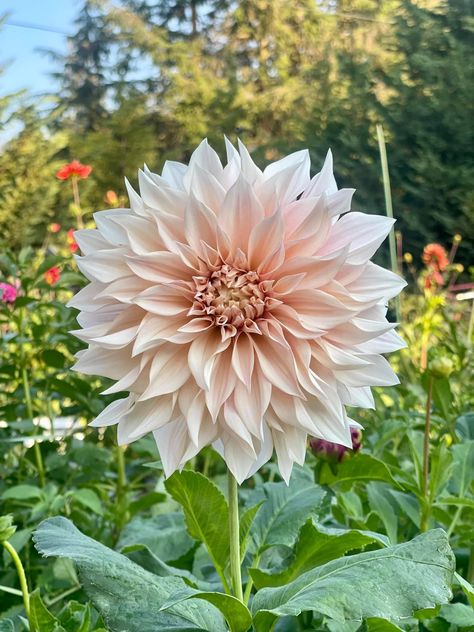 Dalia Flower Tattoo, Delilah Flower, Dahlia Flower Tattoos, Dahlia Tattoo, Dahlia Flower, Green House, Garden Inspiration, Tattoo Design, Dahlia