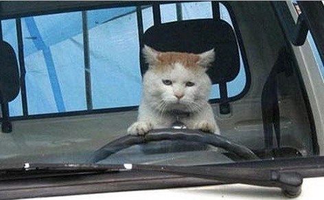 Cat Driving, Cursed Cats, Cat Crying, Cheezburger Cat, Mitsubishi Mirage, Silly Cats Pictures, Cat Meme, Funny Cat Memes, Cat Aesthetic