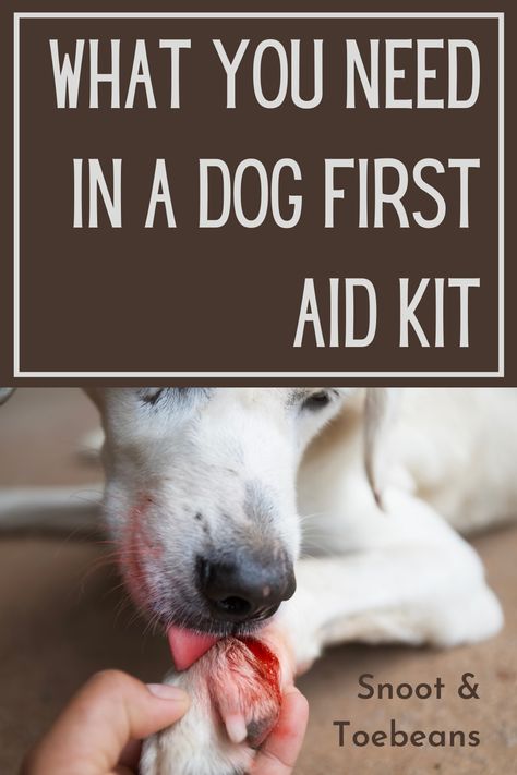 Dog First Aid Kit, Pet First Aid Kit, First Aid For Dogs, Dog First Aid, Pet First Aid, Diy First Aid Kit, Off Band, Dog Wound, Basic First Aid