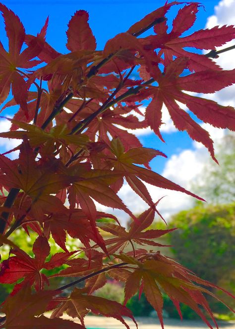 Purple Ghost Japanese maple Purple Ghost, Strange Weather, Southern Garden, Fine Gardening, Beautiful Plants, Japanese Maple, So Nice, Southern California, Ghost