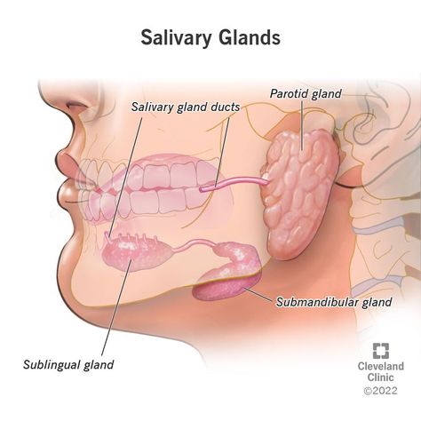 Salivary Gland Infection, Salivary Gland Stone, Salivary Glands, Parotid Gland, Human Body Organs, Salivary Gland, Home Exercise Routines, Preventative Health, Medical Terms