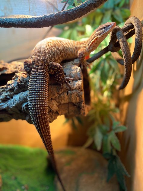 Ackie Monitor, Aqua Scape, Monitor Lizard, Amazing Animal Pictures, Cute Reptiles, Awesome Animals, Animal Drawing, Animal References, Reptiles And Amphibians