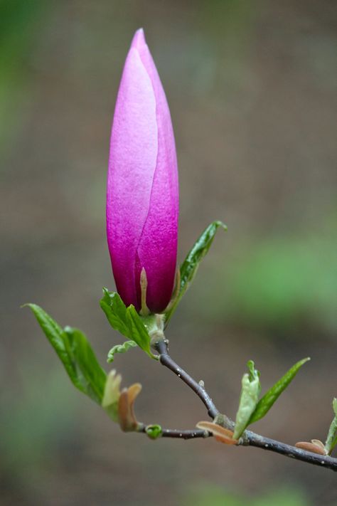 selective focus photography of unbloom flower photo – Free Flower Image on Unsplash Pixabay Image Free Photos, Photos Flowers, Purple Flowers Wallpaper, Thanksgiving Wallpaper, Floral Trends, Magnolia Trees, Magnolia Flower, Flower Bud, Download Free Images