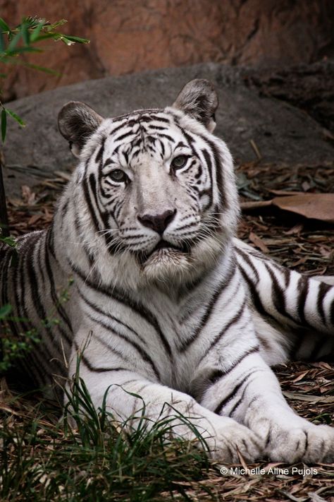 White Tiger - Beautiful tiger laying in the bushes.  African wildlife peacefully, regal and powerful.  Graceful tiger. Rare white tiger. Giclee Prints - All images are printed with high quality archival inks and papers.  They are made either by the artist herself or under her direction at a professional lab. Gallery Wrap Prints - These prints are ready to hang.  Smaller sizes will have a saw tooth hanger.  Larger sizes will have a wire hanger.  These are great to be hung as is or they may be fra White Tiger Photography, Tiger Profile, White Tigers, Beautiful Tiger, Tiger Pictures, Exotic Cats, Wire Hanger, Pretty Animals, Borders For Paper