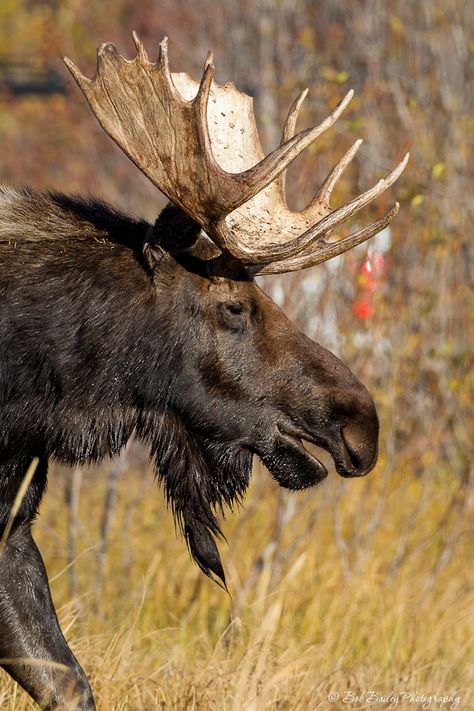 moose -Presumably, early European explorers in North America called this species "elk" due to its size and, as people coming from the British Isles, they would have had no opportunity to see the difference between a member of the genus Cervus and an animal fitting the description of Alces back in Europe, absent there during the 17th and 18th centuries Moose Pics, Moose Painting, Moose Pictures, Tattoos Aesthetic, Moose Hunting, North American Animals, Moose Deer, Deer Species, Bull Moose