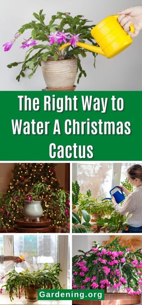 Zygo Cactus, Christmas Cactus Propagation, Christmas Cactus Care, Christmas Cactus Plant, Cactus House Plants, Easter Cactus, Thanksgiving Cactus, Cactus Water, Holiday Cactus