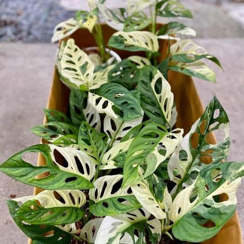 Propagate Monstera, Adansonii Variegated, Types Of Climbing, Variegated Monstera, Monstera Adansonii, Monstera Plant, Swiss Cheese, Types Of Houses, Botanical Illustration