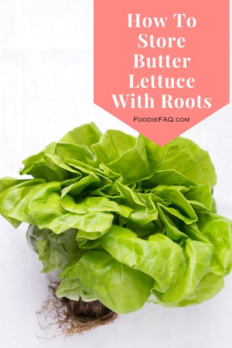 Perhaps you just got home from the store with your first container, and you are wondering how to store butter lettuce with roots? Butter Lettuce Recipes, Storing Veggies, Lettuce Recipes, Butter Lettuce, Head Of Lettuce, How To Store, Bento Box, The Store, Fruits And Vegetables