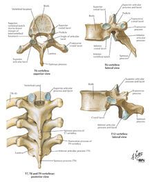 Typical Vertebra Anatomy, Cervical Vertebrae Anatomy, Spine Pictures, Human Vertebrae, Spine Anatomy, Axial Skeleton, Thoracic Vertebrae, Anatomy Bones, Skeleton Anatomy