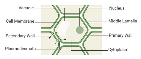 Cell wall diagram is helpful to understand the structure and function of cell wall in plant. It is the outer layer of plant cell. #animalcell #plantcell #cellwall #cellwalldiagram Cell Wall Drawing, Cell Wall Structure, Science Chart, School Biology, High School Biology, Neet Exam, Animal Cell, Teaching Biology, Cell Structure
