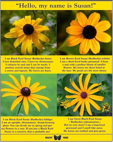 Heirloom Vegetables, Garden Whimsy, Master Gardener, Black Eyed Susan, Black Eyed, Wildflower Seeds, Butterfly Garden, Autumn Garden, Outdoor Plants