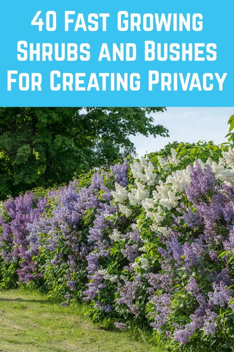 Nosey Neighbors, Fast Growing Shrubs, Shrubs For Privacy, Privacy Plants, Privacy Landscaping, Backyard Privacy, Magic Garden, Fence Landscaping, Garden Yard Ideas