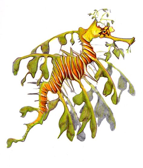 Leafy Sea Dragon Drawing, Dragon Seahorse, Dragon Clip Art, Leafy Seadragon, Leafy Sea Dragon, Sea Dragons, Whale Fish, Sea Creatures Art, Zebra Art