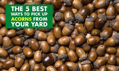 The 5 Best Ways to Pick up Acorns From Your Yard | luv2garden.com Aeroponic Gardening, Oxygen Plant, Aeroponic System, Lawn Sweeper, Wild Turkey, Hydroponic Gardening, Fall Is Here, Yard Work, Propagating Plants