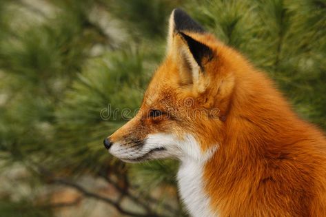 Red Fox. A side view profile of a red fox, with tree in background, from Algonqu , #SPONSORED, #view, #profile, #red, #Red, #Fox #ad Fox Profile, Fox Drawing Easy, Table Painting, Fabulous Fox, Fox Images, Fox Drawing, Ireland Trip, Fox Pictures, Animal Reference