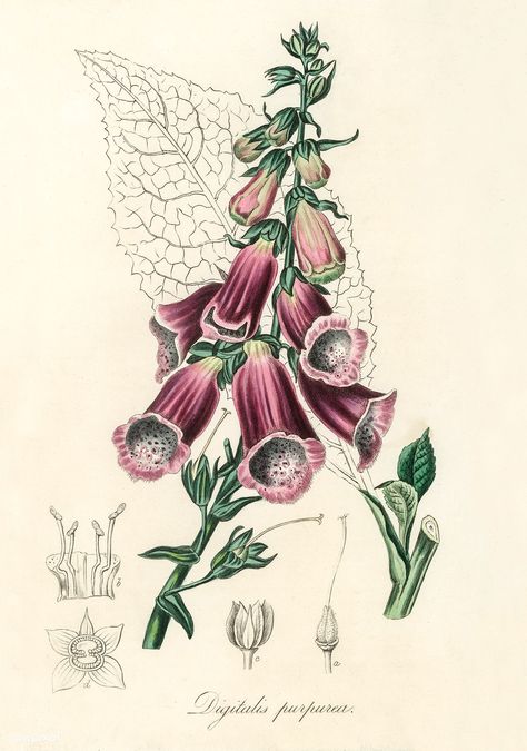 Foxglove (Digitalis purpurea) illustration from Medical Botany (1836) by John Stephenson and James Morss Churchill. | free image by rawpixel.com Botanical Printables, Free Illustration Images, Vintage Drawing, Antique Illustration, Vintage Botanical Prints, Trendy Flowers, Flowers Vintage, Medical Illustration, Botanical Drawings