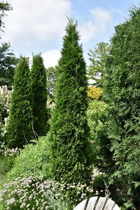 Subdivision Landscaping, American Arborvitae, Arbor Vitae, Eastern White Cedar, Thuja Occidentalis, Lawn Service, Farm Nursery, White Cedar, Landscape Services