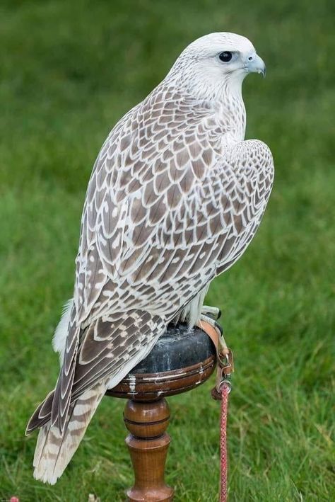 White morph Gyrfalcon Raptors Bird, Pretty Animals, Exotic Birds, Pretty Birds, Bird Photo, Colorful Birds, Birds Of Prey, Wild Birds, Animal Photo