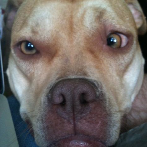 Cross-Eyed Gidget Cross Breed Dogs, Pitbull Red Nose, Pit Bulls Scary, Dog Side Eye Meme Funny, Cross Eyed, Dog Looking Side Eye Meme, Baby Cross, Cute Stories, Fell In Love