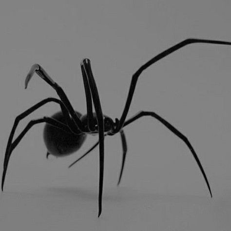 arachne aesthetic Spider Demon Aesthetic, Spider Goth Aesthetic, Wydowna Spider Aesthetic, Spider Reference Photo, Hobie Aesthetic, Black Spider Aesthetic, Arachne Aesthetic, Darkness Asthetic, Spiders Aesthetic