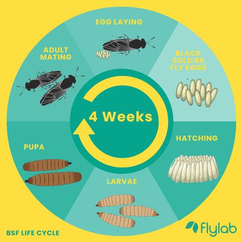 Black soldier fly life cycle is an exciting journey of transformation! From larvae to pupae to adults, this fascinating insect species has evolved to become an important member of the natural environment. 🐛♻️ Black Soldier Fly Farming, Fly Life Cycle, Amphibians Activities, Animal Life Cycles, Black Soldier, Black Soldier Fly, Vegetable Scraps, Insect Species, Black Fly