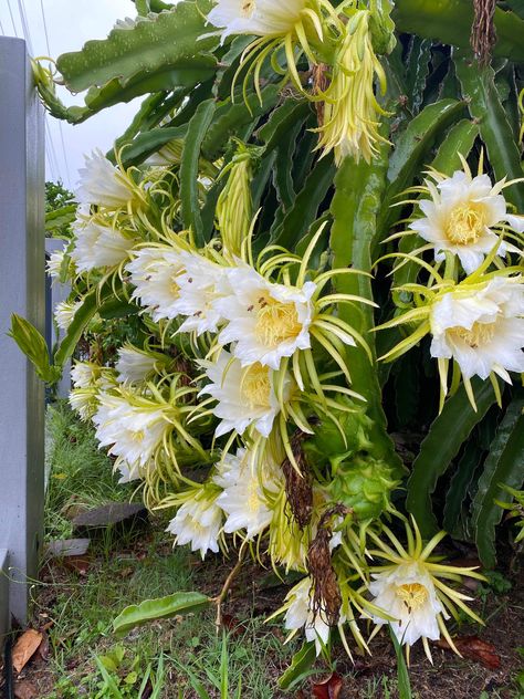 Dragon fruit flowers Dragon Fruit Flower, Dragon Fruit Plant, Forest Life, Foraged Food, Fruit Flowers, Unusual Flowers, Botanical Beauty, Daily Drawing, Cactus Flower