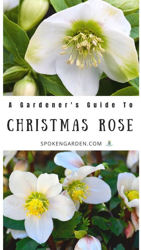 Christmas Rose Flower, Vermont Garden, Garden Allotment, Bible Garden, California Gardening, Seasonal Gardening, Indoor Gardening Supplies, Winter Whimsy, Christmas Roses