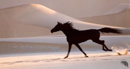 Stallion Aesthetic, The Black Stallion, Jockey Club, Two Sons, Black Stallion, Horse Drawing, Model Horses, Young Black, Arabian Horse