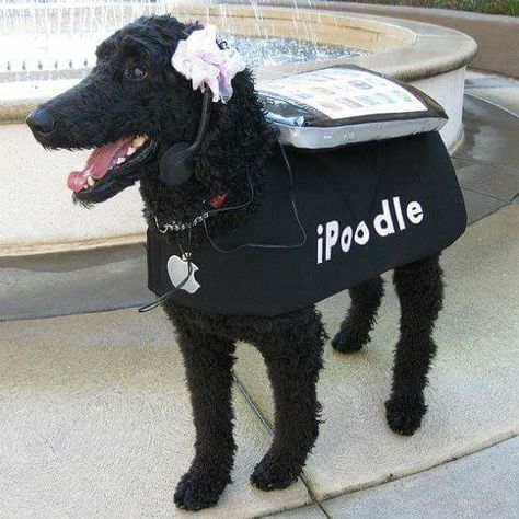 Poodle Halloween Costumes, Poodle Dog Costume, Poodle Halloween, Black Standard Poodle, Dog Onesies, Action Hero, Standard Poodles, Dog Jumpers, Dog Boots