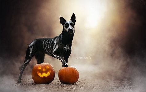 Halloween Dog Wallpaper, Fall Dog Photos, Halloween Desktop Wallpaper, Halloween Dogs, Animal Photoshoot, Wallpaper Dog, Dog Pumpkin, Halloween Photography, Dog Photoshoot