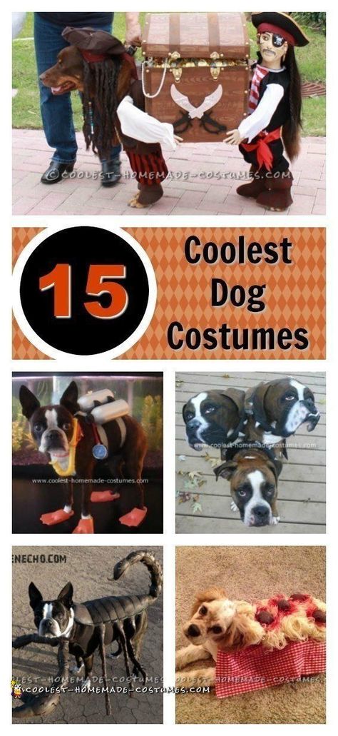 Dog Costumes For Adults, Big Dog Halloween Costumes, Dog Pirate Costume, Big Dog Costumes, Dog Costumes Halloween Large, Diy Pet Costumes, Large Dog Costumes, Cute Dog Costumes, Dog Costumes Funny