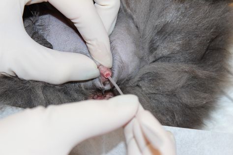 https://www.cliniciansbrief.com/article/urinary-catheter-placement-feline-urethral-obstruction?utm_source=Social&utm_medium=CB&utm_campaign=Facebook&fbclid=IwAR1PiBJW6jqqv24HoPq-uM7SCzzlWk-CBtqAxfGAGcx4Oq9-u7INU0gWolA Zagreb, Feline, Step By Step, Quick Saves