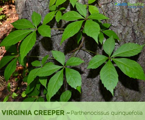 Virginia creeper facts and health benefits Invasive Vines, Virginia Creeper Vine, Georgia Flower, Poison Plants, Parthenocissus Quinquefolia, Wine Bottle Planter, Medicinal Wild Plants, Creepers Plants, Edible Wild Plants