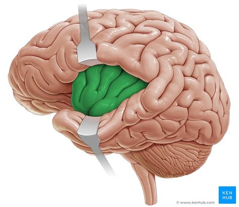 Insula - lateral-left view Basal Ganglia, Cerebral Cortex, Brain Structure, Limbic System, Brain Anatomy, Neurological Disorders, Central Nervous System, Human Brain, Anatomy And Physiology