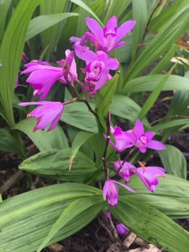 Ground Orchids, Art Restaurant, Growing Orchids, Orchids Garden, Orchid Pot, Organic Soil, Master Gardener, Orchid Care, Orchid Plants