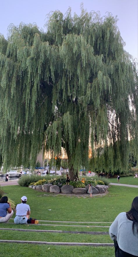 Weeping Willow Backyard, Large Willow Tree, Willow Tree House, Weeping Willow Tree Landscape, Weeping Willow Tree Aesthetic, Willow Tree Aesthetic, Willow Tree Wallpaper, Tree Aesthetic Wallpaper, Willow Trees Garden