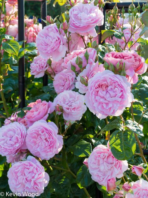 Strawberry Hill Rose David Austin, David Austin Rose, English Garden Design, Rose Garden Design, Strawberry Hill, Rose Gardening, Austin Rose, Rose Gold Wallpaper, David Austin Roses