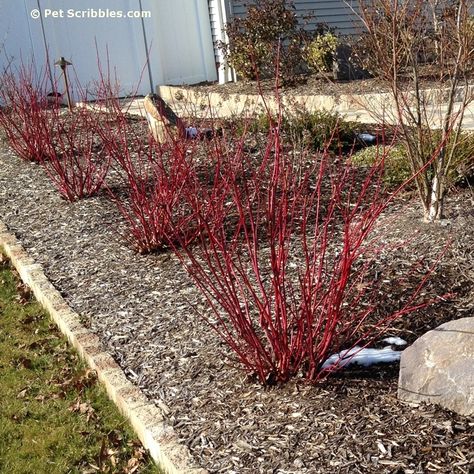 Red Twig Dogwood Landscape, Arkansas Landscaping, Yellow Twig Dogwood, Red Osier Dogwood, Red Dogwood, Red Twig Dogwood, Dogwood Blooms, Twig Dogwood, Landscape Design Ideas