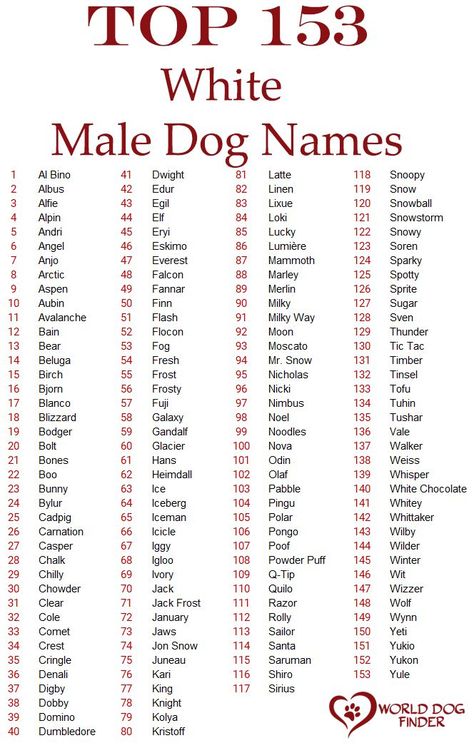 All dog owners know that picking the right name for their dog is challenging. There are so many possible choices, and sometimes, having so many options makes a tough decision. That is why we decided to make this helpful list of possible names for white dogs or puppies. Before you decide on one, here are a few things you should know. Puppy Names Boy Unique, Make Dog Names, Food Dog Names, Girl Puppy Names Unique, Puppy Names Boy, Male Dog Names Unique, White Dog Names, Strong Dog Names, Aesthetic Dog Names